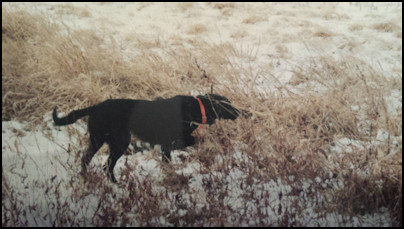 South Dakota Pheasant Hunting Country