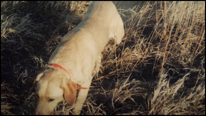 South Dakota Pheasant Hunting Country