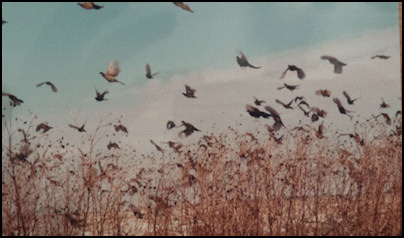 South Dakota Pheasant Hunting Country